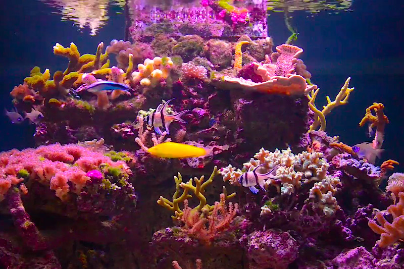 Výroční akvárium Korálů